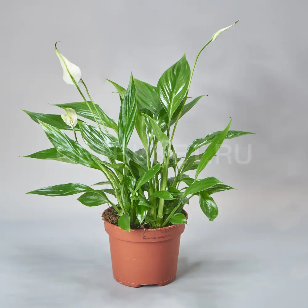 213133 Спатифиллиум