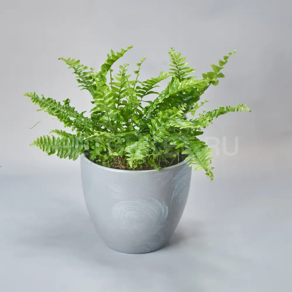 213132 Нефролепсис Момент с горшком 