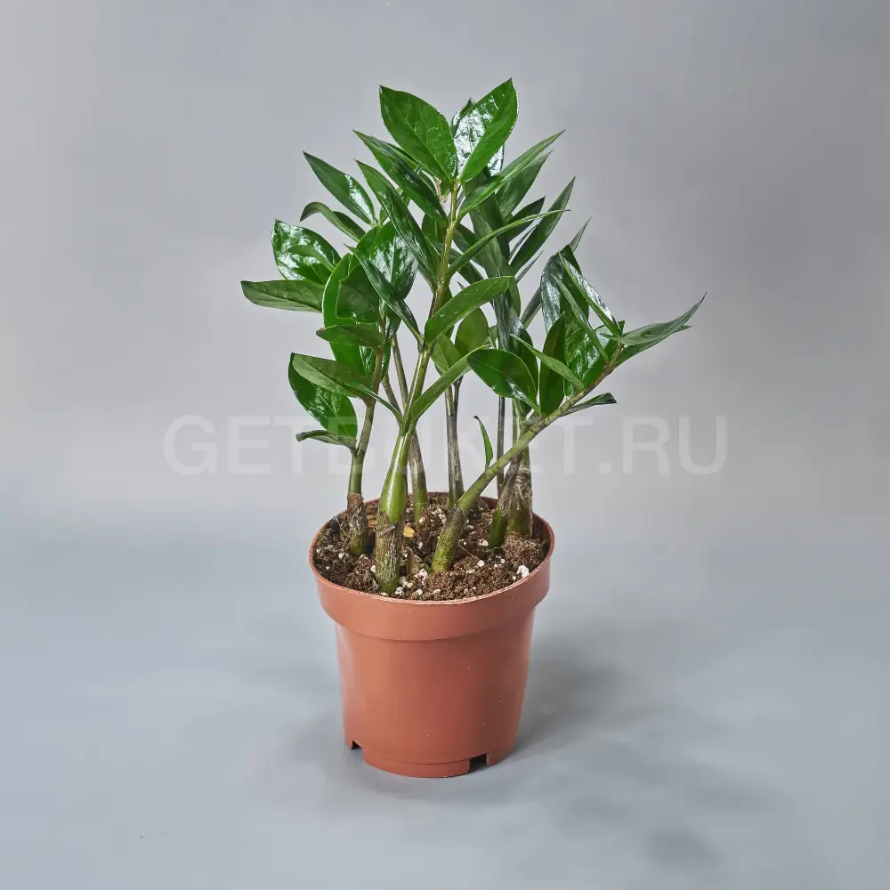 213117 Замиокулькас d12